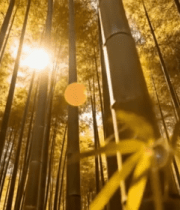 阳光照射下的茂密竹林13875#横屏 