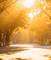 阳光照耀下的林荫道路1628#横屏 