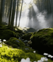 阳光照射下的竹林自然风光10324#横屏 