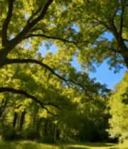 阳光照耀下的茂密森林景象6921#横屏 