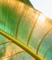 阳光下透明叶脉特写140#横屏 