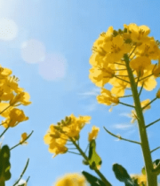 阳光下绽放的油菜花4869#横屏 