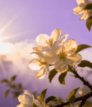 阳光下绽放的白色花朵(5)13763#横屏 