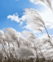 阳光下随风摇曳的蒲苇1420#横屏 