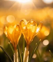 阳光下绽放的黄色花朵特写9186#横屏 