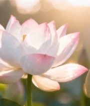 阳光下盛开的荷花与花苞5807#横屏 