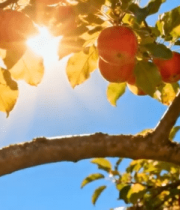 阳光下枝头成熟的红苹果10645#横屏 