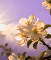 阳光下绽放的白色花朵(5)13763#横屏 