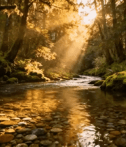 阳光照耀下的森林溪流景观(1)13785#横屏 