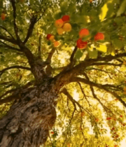 阳光照耀下的硕果累累苹果树12996#横屏 