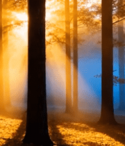 阳光照射下的森林景象(1)1166#横屏 