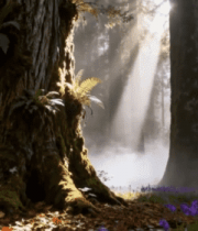 阳光照耀下的森林大树景象7786#横屏 