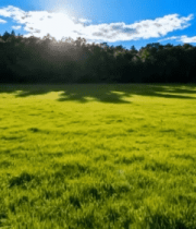 阳光照耀下的绿色草地景观2416#横屏 