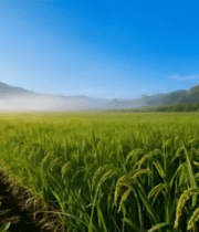 阳光照耀下的绿色稻田5564#横屏 