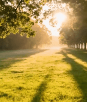 阳光照耀下的森林草地景观14199#横屏 