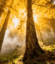 阳光照耀下的森林美景(1)13014#横屏 