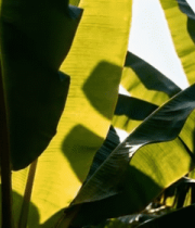 阳光照射下的香蕉树叶10088#横屏 