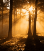 阳光照耀下的森林景象(2)14161#横屏 