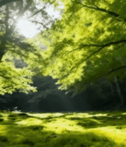 阳光照耀下的森林美景6849#横屏 