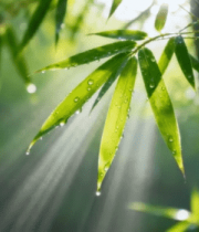 阳光照耀下带水珠的竹叶特写9729#横屏 