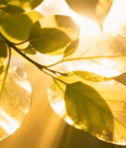 阳光照射下的树叶特写4715#横屏 