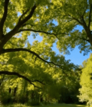 阳光照耀下的茂密森林景象6921#横屏 