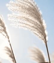 阳光下随风摇曳的芦苇(1)11067#横屏 