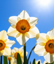 阳光下绽放的白色水仙花636#横屏 