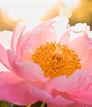 阳光下盛开的粉色牡丹花1691#横屏 