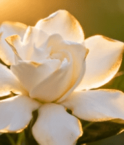 阳光下绽放的白色栀子花(1)8543#横屏 