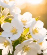 阳光下绽放的白色花朵(3)5824#横屏 