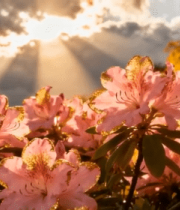 阳光下盛开的粉色杜鹃花12553#横屏 