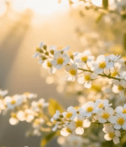 阳光下绽放的白色花朵(4)8403#横屏 