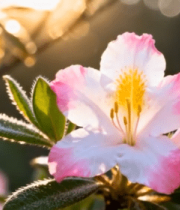 阳光下盛开的粉色花卉10359#横屏 