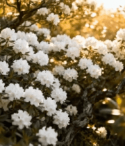 阳光下盛开的白色杜鹃花2511#横屏 