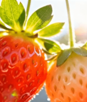 阳光下挂着的新鲜草莓12907#横屏 