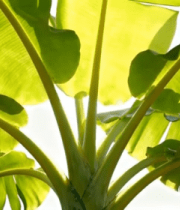 阳光下的香蕉树叶特写(1)12208#横屏 