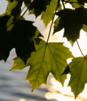 阳光下湖边的绿植特写1992#横屏 