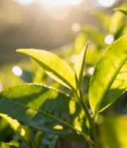 阳光下的鲜嫩茶叶素材9333#横屏 