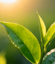 阳光下的鲜嫩茶叶特写8171#横屏 