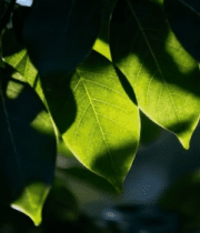 阳光下的绿色树叶特写3702#横屏 