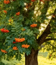 阳光下结满红果的大树5510#横屏 