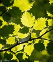 阳光下的绿色树叶特写(4)11921#横屏 