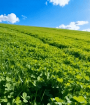 阳光下的绿色草地自然风光3329#横屏 