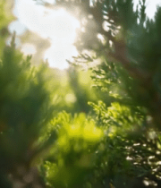 阳光下的绿色植物特写10558#横屏 