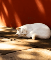 阳光下墙角处安睡的猫咪10448#横屏 