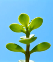阳光下的绿色植物特写(1)13074#横屏 