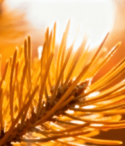 阳光下的松针特写3149#横屏 