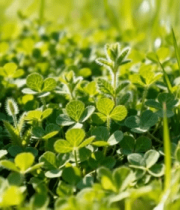 阳光下嫩绿草地植物特写2180#横屏 