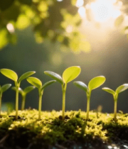 阳光下嫩绿幼苗生长画面3022#横屏 